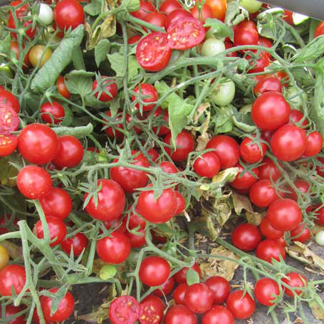 Ercolino F1 — Ерколино F1 (NEW)