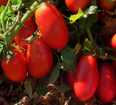 Юпитер F1 / Jupiter F1