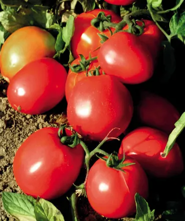 SuperStrain (United Genetics)