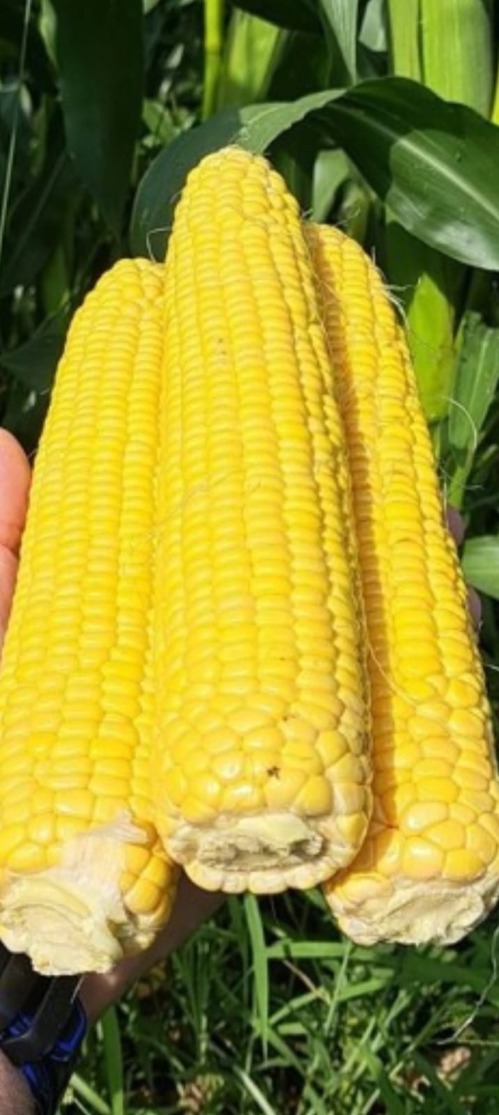 Зеатон F1 - Zeaton F1