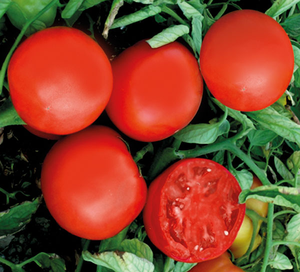 Arizona (United Genetics)