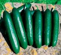 Мурат F1 / Murat F1 (NEW)