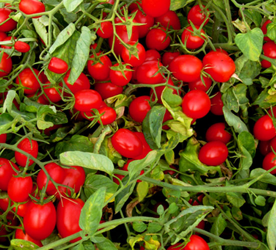 Datterino F1 (United Genetics)