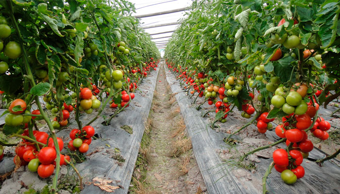 Изображение: Выращивание томата в теплице в летне-осенний оборот