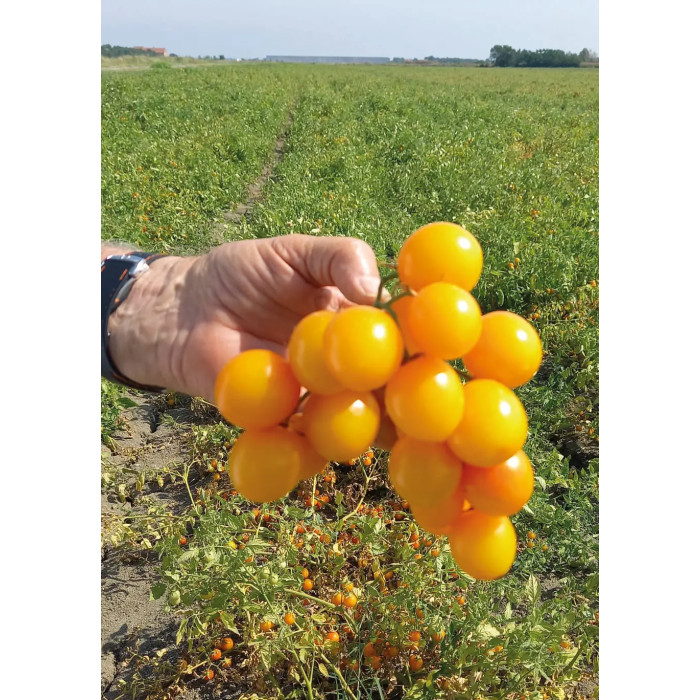 Флавино F1(NEW)