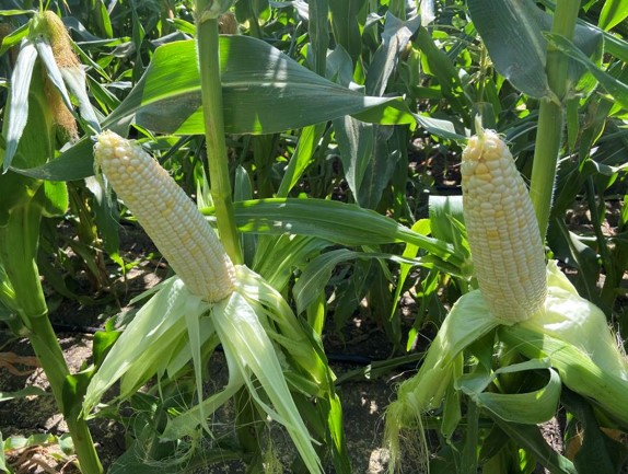 Найти, заказать или купить в Казахстане семена  кукурузы Николь F1 - NICOLE F1