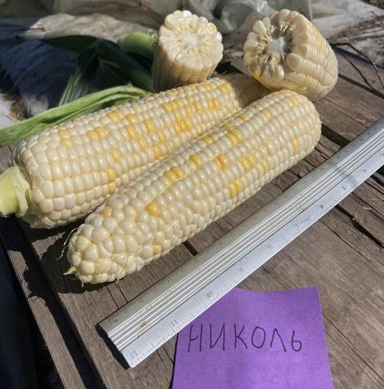 Найти, заказать или купить в Казахстане семена  кукурузы Николь F1 - NICOLE F1