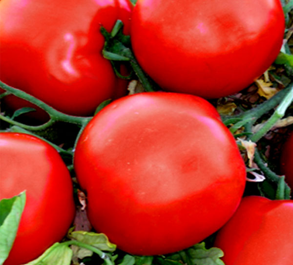 Mandur (United Genetics)