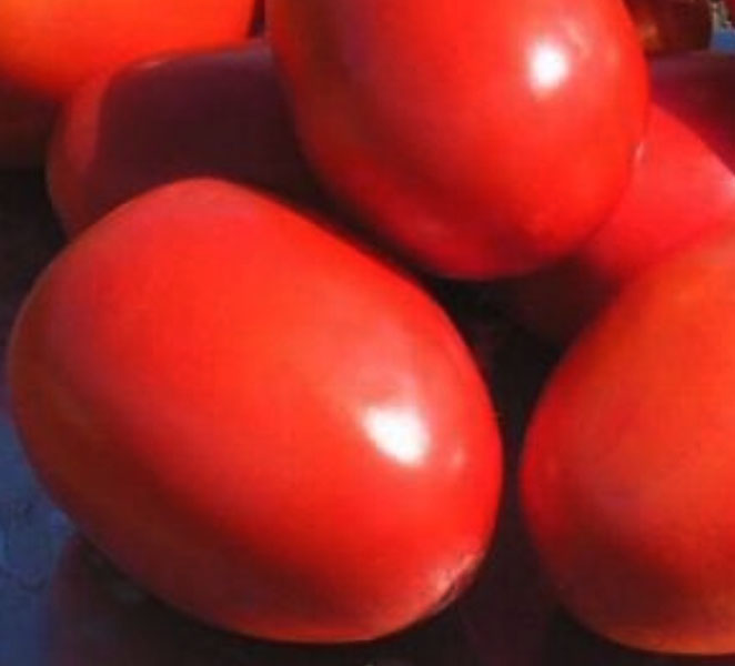 Maxi-Rio (United Genetics)