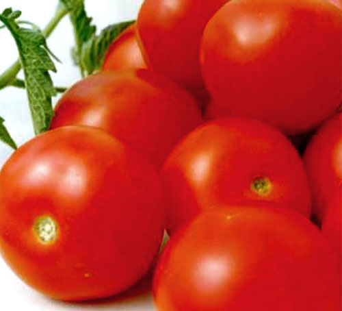 Super Urbana (United Genetics)